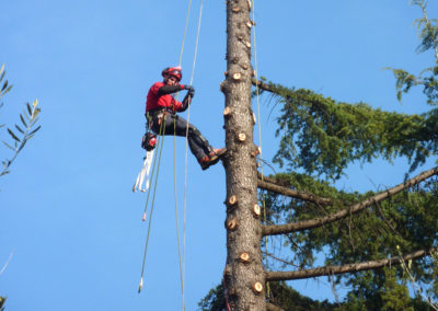 Abbattimenti controllati tree climbing